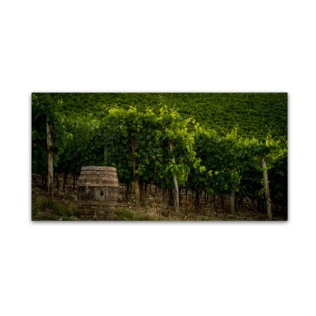 Dan Ballard 'Grapevines And Barrel' Canvas Art,16x32